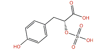 (R)-3-(4-Hydroxyphenyl)-2-(sulfooxy)-propanoic acid